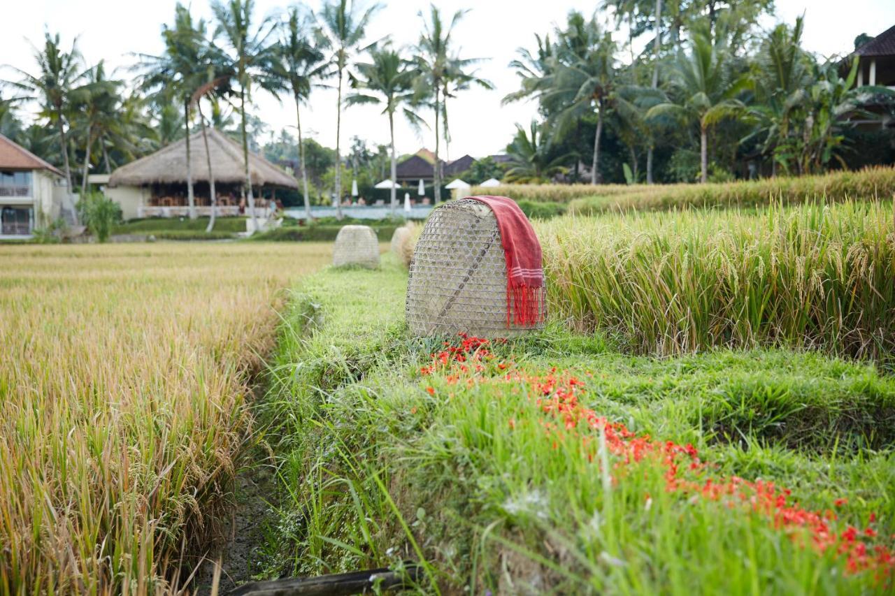 Mathis Retreat Ubud Esterno foto